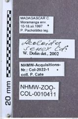 Etikette zu Heteroderes senex (NHMW-ZOO-COL-0010411)